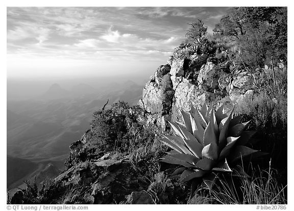 Agave and cliff, South Rim, morning. Big Bend National Park, Texas, USA.