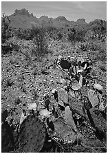 Cactus with yellow blooms and Chisos Mountains. Big Bend National Park, Texas, USA. (black and white)