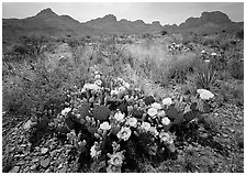 Colorful prickly pear cactus in bloom and Chisos Mountains. Big Bend National Park, Texas, USA. (black and white)