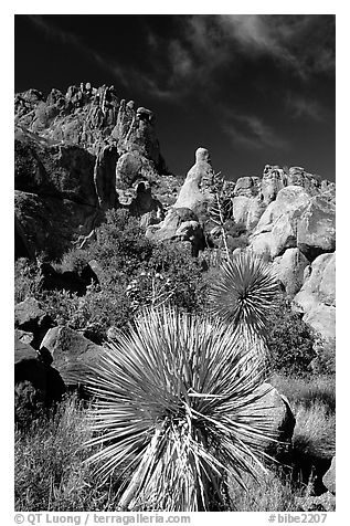 Yuccas and boulders in Grapevine mountains. Big Bend National Park (black and white)