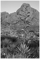 Agave with inflorescence, and peak at sunrise. Big Bend National Park, Texas, USA. (black and white)