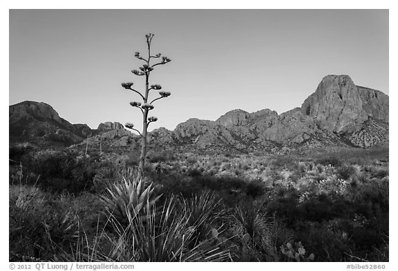 Century plant and bloom and Chisos Mountains at sunrise. Big Bend National Park, Texas, USA.