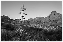 Century plant and bloom and Chisos Mountains at sunrise. Big Bend National Park, Texas, USA. (black and white)