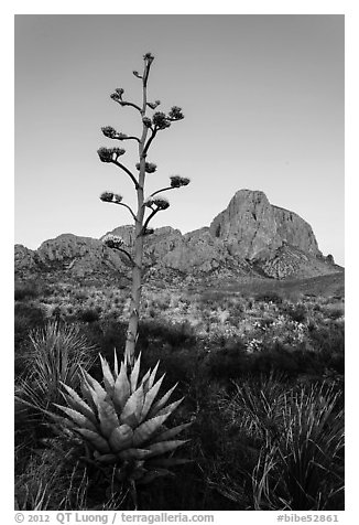 Flowering Tall stem of agave and Chisos Mountains. Big Bend National Park (black and white)