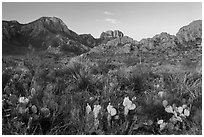 Cacti and Chisos Mountains at sunrise. Big Bend National Park, Texas, USA. (black and white)