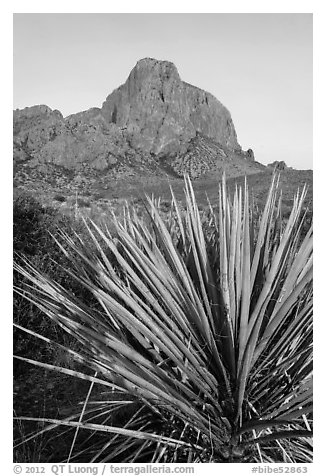 Sotol rosette and Chisos Mountains. Big Bend National Park, Texas, USA.