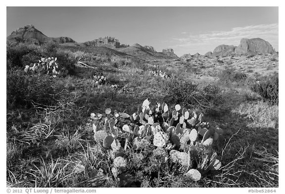 Cactus and Chisos Mountains. Big Bend National Park, Texas, USA.