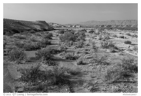 Dry riverbed. Big Bend National Park (black and white)