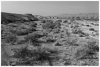 Dry riverbed. Big Bend National Park ( black and white)