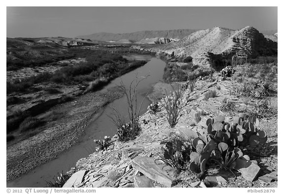 Cactus and Rio Grande River, morning. Big Bend National Park (black and white)