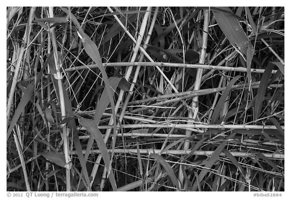 Bamboo close-up. Big Bend National Park, Texas, USA.