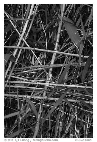 Riverbank plants close-up. Big Bend National Park (black and white)