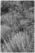 Oasis vegetation, Dugout Wells. Big Bend National Park, Texas, USA. (black and white)