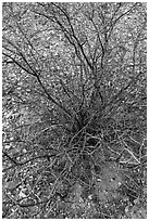 Creosote bush, most drought tolerant perennial in North America. Big Bend National Park ( black and white)