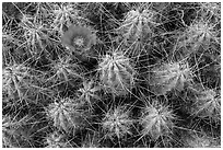 Single bloom on cactus. Big Bend National Park, Texas, USA. (black and white)