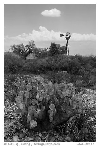 Cactus, windmill, and cottonwoods, Dugout Wells. Big Bend National Park (black and white)