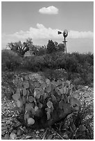 Cactus, windmill, and cottonwoods, Dugout Wells. Big Bend National Park, Texas, USA. (black and white)