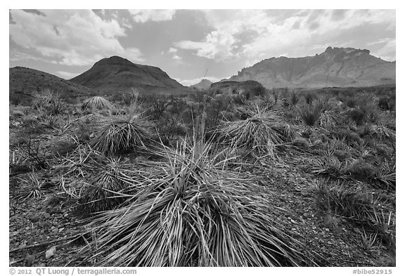 Chihuahuan desert in drought. Big Bend National Park (black and white)