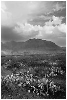 Cactus, Chisos Mountains, and clearing storm. Big Bend National Park, Texas, USA. (black and white)