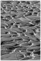 Mud ripples, Terlingua Creek. Big Bend National Park, Texas, USA. (black and white)
