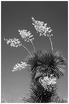 Blooming yucca. Big Bend National Park, Texas, USA. (black and white)