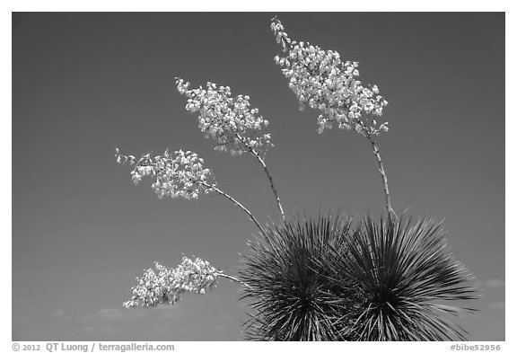 Cluster of yucca blooms. Big Bend National Park (black and white)