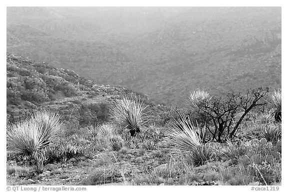 Limestone hills with yuccas, sunset. Carlsbad Caverns National Park (black and white)