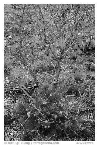Wildflowers and shrubs. Carlsbad Caverns National Park (black and white)