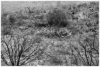 Deer in desert landscape. Carlsbad Caverns National Park, New Mexico, USA. (black and white)