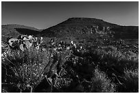 Flowers and cactus in Walnut Canyon. Carlsbad Caverns National Park, New Mexico, USA. (black and white)