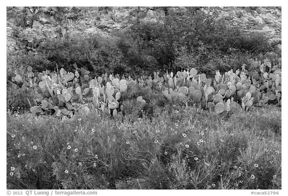 Wildflowers, prickly pear cactus, and rock wall. Carlsbad Caverns National Park (black and white)