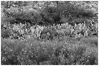 Wildflowers, prickly pear cactus, and rock wall. Carlsbad Caverns National Park, New Mexico, USA. (black and white)