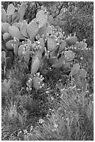 Close-up of annuals and cactus. Carlsbad Caverns National Park, New Mexico, USA. (black and white)