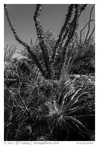 Purple blooms and ocotillos. Carlsbad Caverns National Park (black and white)
