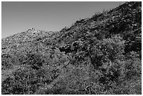 Green trees and shurbs below desert slopes. Carlsbad Caverns National Park ( black and white)