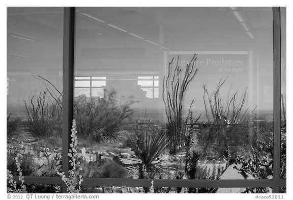 Ocotillos, yuccas and cactus, visitor center window reflexion. Carlsbad Caverns National Park (black and white)