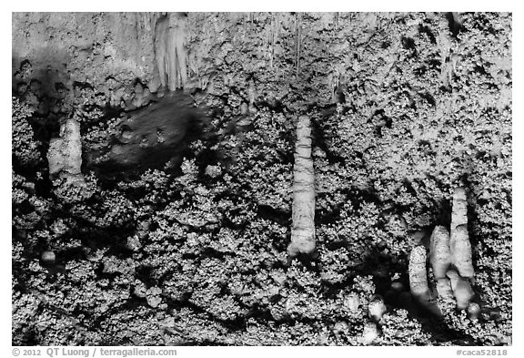 Stalagmite and cave popcorn. Carlsbad Caverns National Park (black and white)