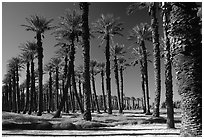 Palm trees in Furnace Creek oasis. Death Valley National Park, California, USA. (black and white)