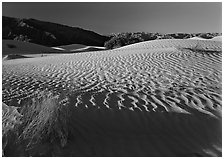 Ripples on Mesquite Dunes, early morning. Death Valley National Park, California, USA. (black and white)
