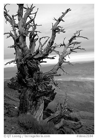 Bristlecone Pine tree near Telescope Peak. Death Valley National Park (black and white)