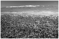 Purple Phacelia and Panamint Range, morning. Death Valley National Park, California, USA. (black and white)