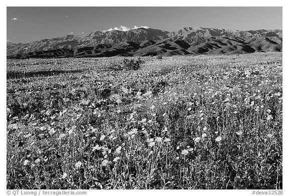 Desert Gold and badlands, afternoon. Death Valley National Park (black and white)
