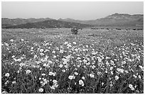 Yellow wildflowers and mountains, dusk. Death Valley National Park, California, USA. (black and white)