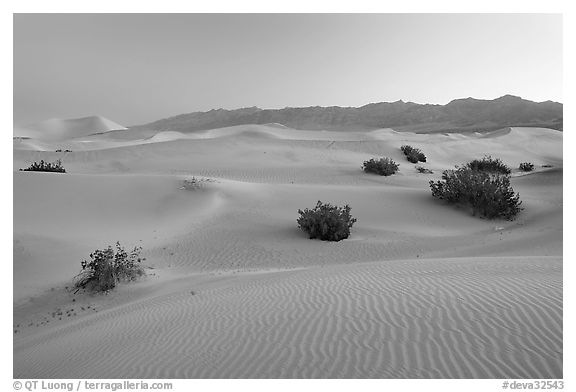 Sand dunes and mesquite bushes, dawn. Death Valley National Park, California, USA.