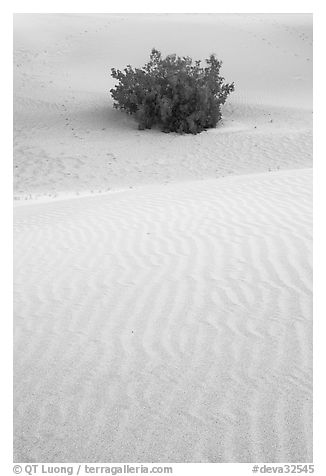 Mesquite bush and sand ripples, dawn. Death Valley National Park (black and white)