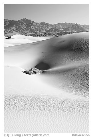 Depression in sand dunes, morning. Death Valley National Park (black and white)