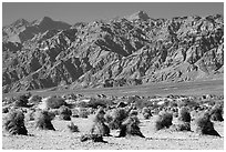 Devil's cornfield and Armagosa Mountains. Death Valley National Park ( black and white)