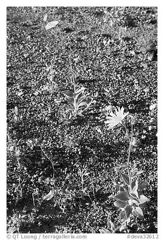 Desert Gold blooming out of desert flat. Death Valley National Park (black and white)