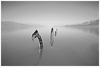 Loch Ness Monster art installation in rarissime seasonal lake. Death Valley National Park, California, USA. (black and white)