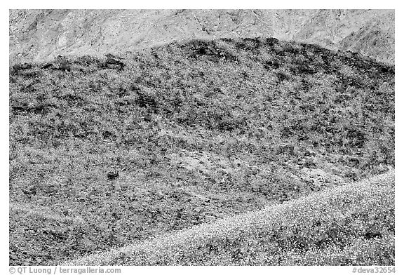 Hills covered with rare carpet of yellow wildflowers. Death Valley National Park (black and white)